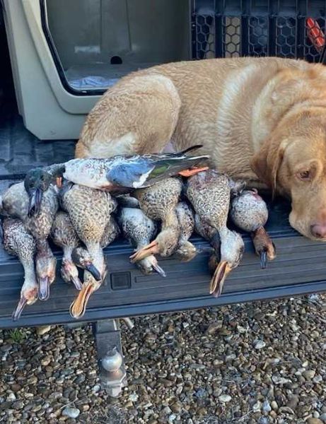 Guided Duck Hunts in Matagorda Texas